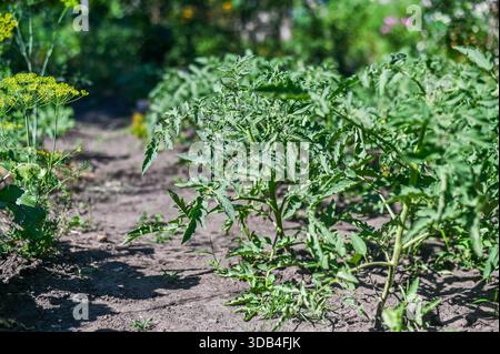 Junge Tomaten- und Dillpflanzen wachsen zusammen in einem Gartenbeet und zeigen damit frühe Stadien des landwirtschaftlichen Anbaus. Dieser Gemüsegarten demonstriert Praxis Stockfoto