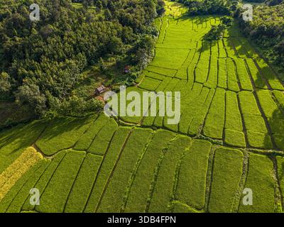 Aus der Vogelperspektive sehen Sie üppig grüne Reisfelder mit komplizierten Mustern, Chomphet District, Luang Prabang, Laos, Asien Stockfoto