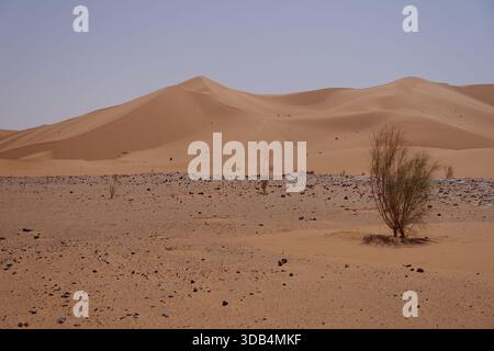 Sanddünen der algerischen Sahara mit dünnen Sträuchern und windgeformten Graten unter klarem blauen Himmel Stockfoto