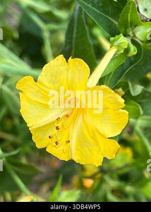 Gelbe Blume Stockfoto