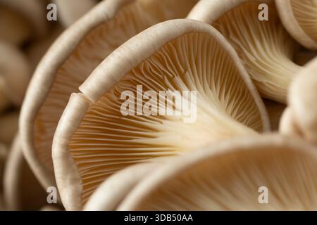 Eine Nahaufnahme der Kiemen einer Gruppe grauer Austernpilze. Stockfoto