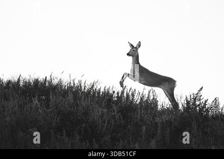 Minimalistisches Schwarz-weiß des springenden Rehs (Capreolus Capreolus) auf einem Hügel, Minimalismus, monochrom, Kopierraum, weißer Hintergrund, horizontal Stockfoto