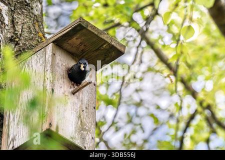 Ein gemeiner Starling (Sturnus vulgaris), der auf einem hölzernen Vogelhaus thront. Vogel mit weißem Gegenstand im Schnabel, die Küken während der Frühjahrsnistsaison pflegen. Stockfoto