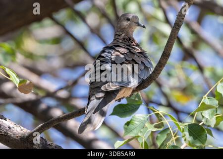 Lachende Taube, Twasulu Kalahari Reserve, Kalahari, Südafrika Stockfoto