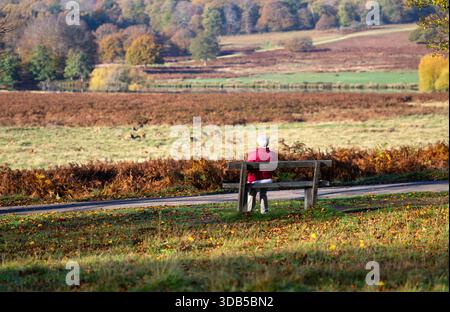Ein Walker auf einer Bank, der über eine Herde Rotwild in Richmond Park, Richmond, London, England blickt Stockfoto
