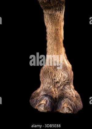 Dies ist eine Nahaufnahme des Beins eines baktrischen 2-buckligen Kamels mit seinen Hufen. Stockfoto