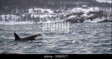 Der einzelne Killerwal liegt in abgehackten Küstengewässern in der Nähe von Skjervøy, Norwegen, mit einer verschneiten Küste und einer arktischen Winterlandschaft dahinter. Stockfoto