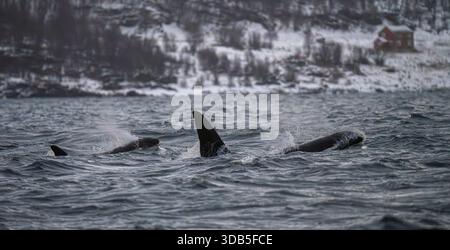 Erwachsener Killerwal schwimmt neben einem Kalb in Küstengewässern in der Nähe von Skjervøy, Norwegen, mit verschneiten Küsten im Hintergrund während des Winters. Stockfoto