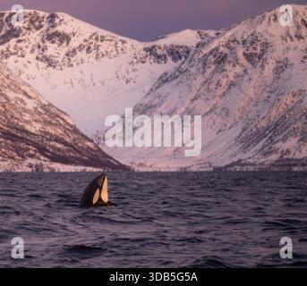 Spyhopping-Killerwal entspringt vertikal aus dunklen arktischen Gewässern in der Nähe von Skjervøy, Norwegen, umgeben von schneebedeckten Bergen in der Winterdämmerung. Stockfoto