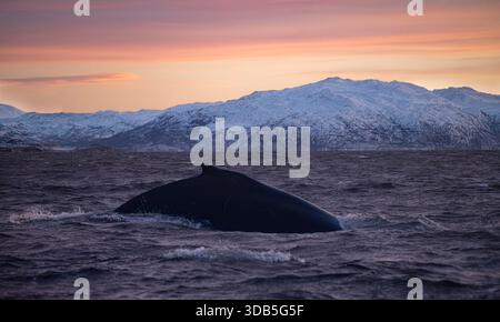 Buckelwale tauchen in arktischen Gewässern in der Nähe von Skjervøy, Nordnorwegen, mit schneebedeckten Bergen und dramatischer Winterlandschaft auf Stockfoto