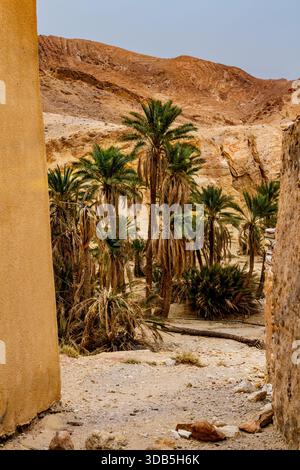 Plantage der Dattelpalme. Dattelbäume (Phoenix dactylifera L.) in einer Oase Chebika, Sahara, Tunesien, Nordafrika Stockfoto
