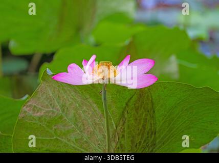 Australian Pink Water Lily in den Fogg Dam Feuchtgebieten im Northern Territory von Australien Stockfoto