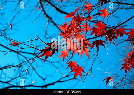 Eine Nahaufnahme von leuchtenden roten und orangen Ahornblättern, die mit einer zarten Schicht weißen Frosts auf dem Waldboden bedeckt sind. Stockfoto