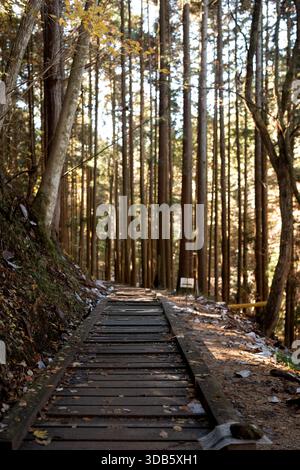 Rustikaler hölzerner Boardwalk-Pfad, der durch einen dichten Nadelwald bei Herbstsonnenlicht führt Stockfoto