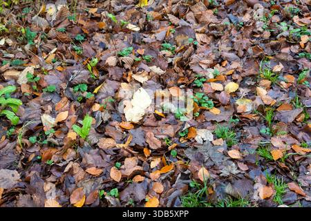 Herbstlaub im Winter Stockfoto