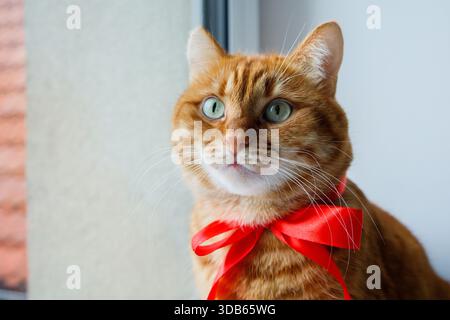 Ingwerkatze mit festlicher roter Schleife Nahporträt. Haustiere zu Hause vor Weihnachten. Stockfoto