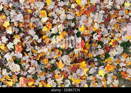 Ein Teppich aus herabfallenden Herbstblättern - rot, gelb, braun und orange - liegt auf dem Gras. Stockfoto