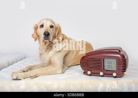 Golden Retriever posiert neben einem alten Funkgerät, das auf einer hellen Pelzdecke liegt. Alle potenziellen Marken werden entfernt. Alles gegen einen weißen Rücken Stockfoto