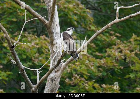 Juveniler männlicher Osprey-Pandion haliaetus auf dem Hochsitz. Stockfoto