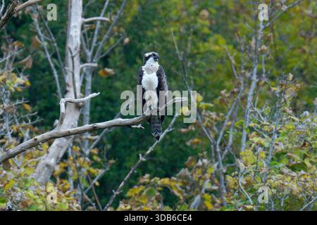 Juveniler männlicher Osprey-Pandion haliaetus auf dem Hochsitz. Stockfoto
