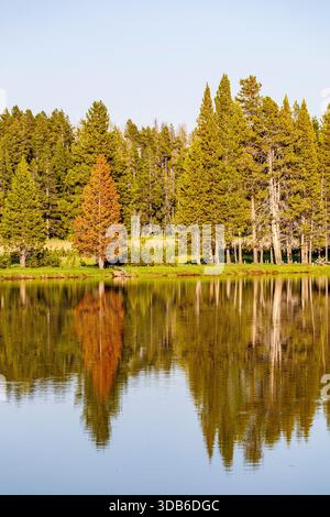 Bäume spiegeln sich im Yellowstone River im Hayden Valley, Yellowstone National Park, USA Stockfoto