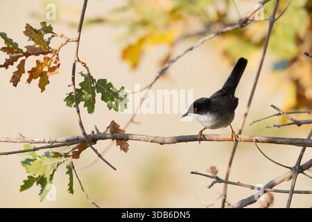 Männlicher sardischer Warbler (Sylvia melanocephala) auf einem Ast in Eiche ( Stockfoto