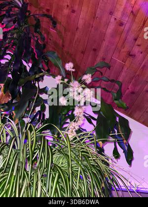 Ein Blütenstiel aus einem Dracaena-Duft, Maispflanze, hinter einer Spider-Pflanze, die in Wisconsin, USA, wächst Stockfoto