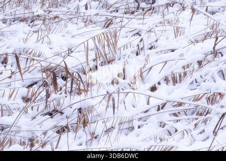 Trockenes braunes Schilf bedeckt mit weißem Schnee. Winterlandschaft mit Schwerpunkt auf Texturen und kaltem Wetter. Eine natürliche Kulisse für Winterthemen Stockfoto