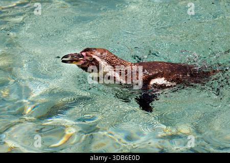 Humboldt-Pinguin, Spheniscus humboldti, gebürtig in Peru und Chile Stockfoto