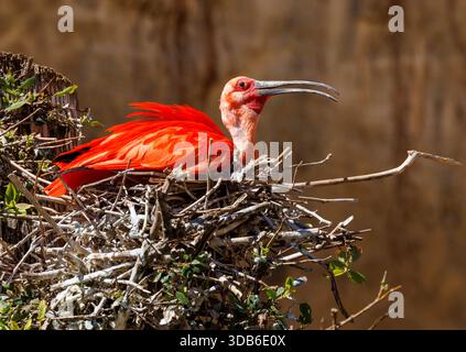 Scarlet ibis, Eudocimus ruber, auf Nest, heimisch in Südamerika und der Karibik Stockfoto