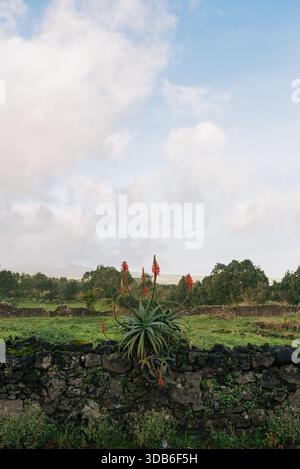 Eine lebendige Aloe-Pflanze mit hohen rot-orangen Blütenspitzen wächst aus einer alten moosbedeckten Steinmauer, die sich vor einer weiten, offenen ländlichen Landschaft, den Azoren, befindet Stockfoto