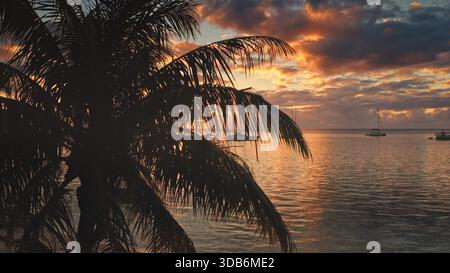 Palmenzweige bilden eine dramatische Silhouette vor einem leuchtend orange-violetten Sonnenuntergangshimmel, mit mehreren Segelbooten, die auf dem ruhigen Wasser des Pazifiks in Moorea ankern Stockfoto