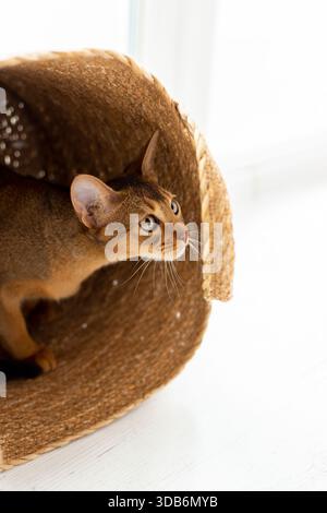 Studio-Aufnahme von kleinen süßen abessinier-Kätzchen, die im Korb zu Hause sitzen, weißer Wandhintergrund. Junge, schöne reinrassige, kurzhaarige Katze. Nahaufnahme, Stockfoto