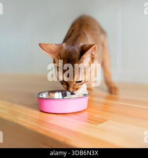 Ginger abessinierkatze isst Katzenfutter aus einer rosa Schüssel, Nahaufnahme, horizintales Foto. Reinrassige Kätzchen essen auf Holzboden in der weißen Küche im Mo Stockfoto