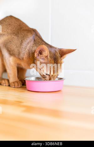 Ginger abessinierkatze isst Katzenfutter aus einer rosa Schüssel. Vertikales Porträt-Kätzchen auf woden-Boden in der Küche. Stockfoto
