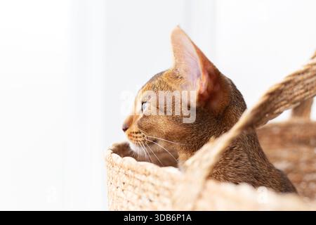 Reinrassige abessinier-junge Katze, die im Deckenporträt sitzt, sieht isoliert auf weiß weg. Gehorsame Profil-Ingwerkitten für Werbung, Kopierraum und Stockfoto