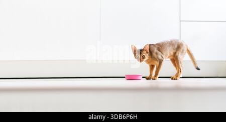 Ginger abessinierkatze isst Katzenfutter aus einer rosafarbenen Schüssel, Nahaufnahme, horizontales Foto. Reinrassiges Kätzchen, das morgens auf weißem Boden in der Küche isst Stockfoto