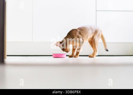 Ginger abessinierkatze isst Katzenfutter aus einer rosafarbenen Schüssel, Nahaufnahme, horizontales Foto. Reinrassiges Kätzchen, das morgens auf weißem Boden in der Küche isst Stockfoto