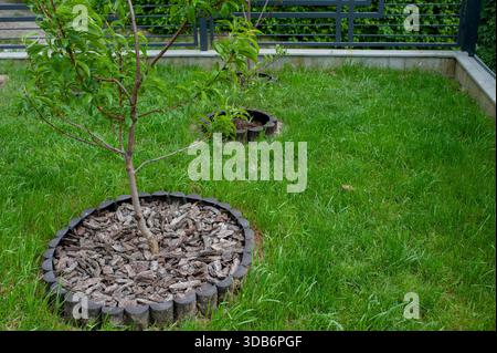 Rindenmulch unter einem jungen Laubpfirsichbaum auf einem grünen Rasen im Garten an einem Sommertag. Stockfoto