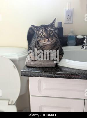 Eine graue und schwarze Tabbykatze sitzt auf einem gefalteten grauen Handtuch auf einer Badtheke, die Vorderpfoten sind in einer „Brotbrot“-Pose verstaut. Sichtbar ist das Waschbecken, Par Stockfoto