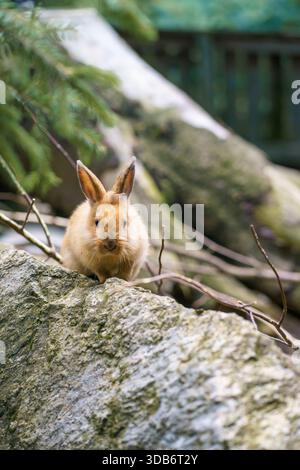 Ein junger Feldkaninchen Oryctolagus cuniculus sitzt auf einem umgestürzten Baum und schaut in die Kamera eines Zoos in Österreich. Stockfoto