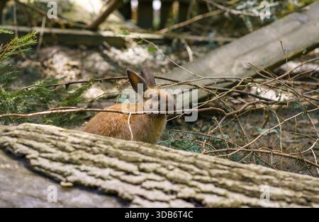 Ein junges Feldkaninchen sitzt auf einem umgestürzten Baum und schaut zwischen den Zweigen eines Zoos in Österreich. Stockfoto