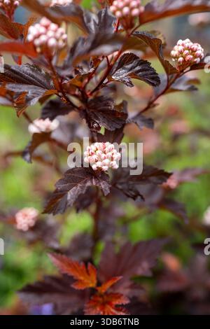 Burgunderrote Blätter umgeben Gruppen von blassrosa Blütenknospen auf einem Sträucher. Stockfoto