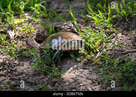 Eine Schildkröte taucht aus Schmutz und Gras auf. Stockfoto