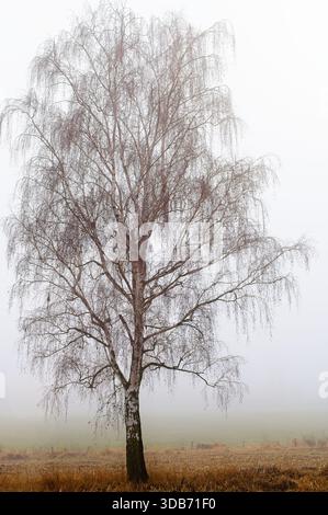 Eine einsame Birke, die aus dem Nebel auftaucht. Ruhige und stimmungsvolle Herbstlandschaft, die Stille, Ruhe und eine reflektierende Stimmung in natürlichem surr ausdrückt Stockfoto