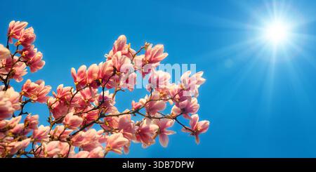 Magnolien blühen auf einem Baumzweig unter der schönen hellen Frühlingssonne vor dem klaren blauen Himmel Stockfoto