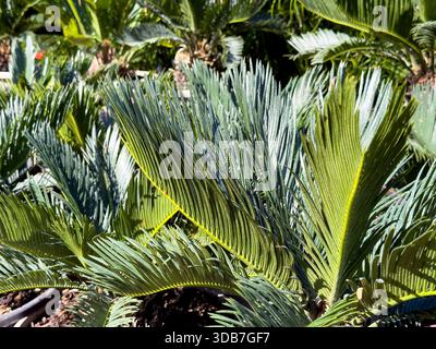 Blick auf Sagopalmen. Stockfoto