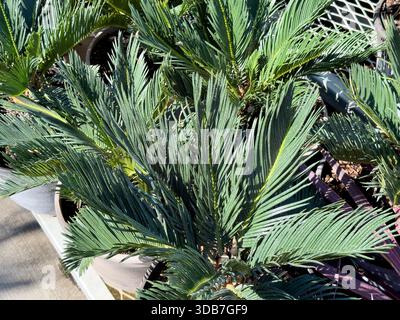 Blick auf Sagopalmen. Stockfoto