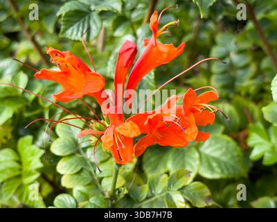Ein Blick auf die orangefarbenen cape-Geißblatt-Blumen. Stockfoto