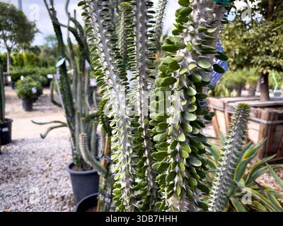 Blick auf eine Ocotillo-Pflanze. Stockfoto